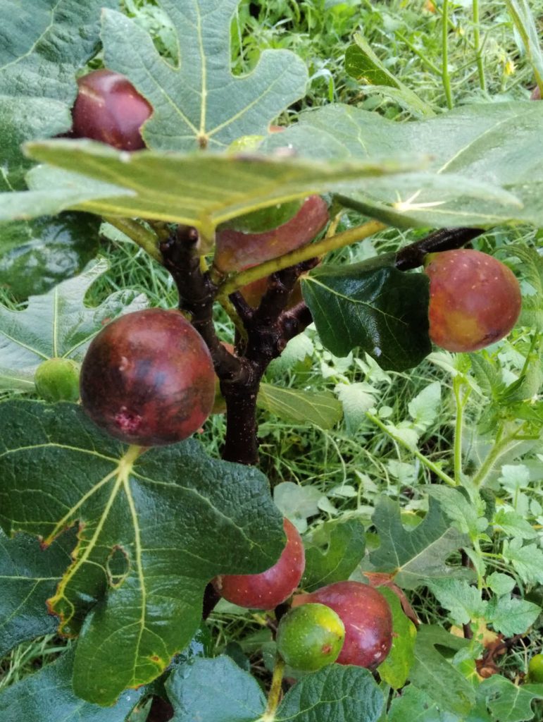 Rising Fig Timber in Virginia