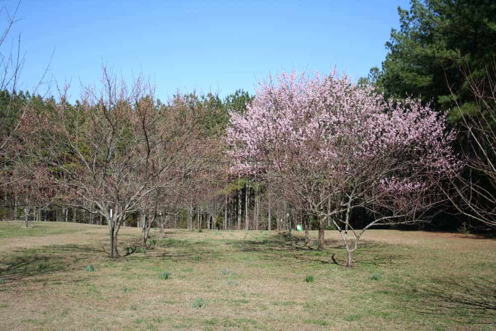 Methods to Plant a Peach Tree