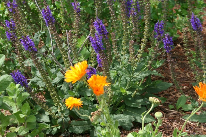 The right way to Make Calendula Hand Salve