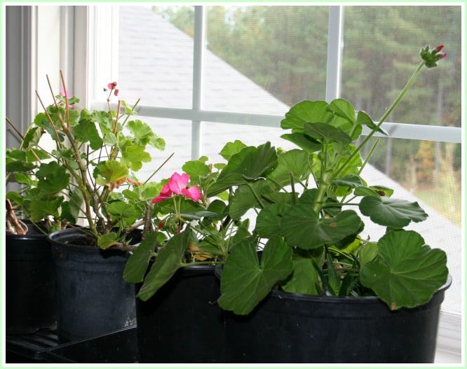 Winter Geranium Care – House Backyard Pleasure