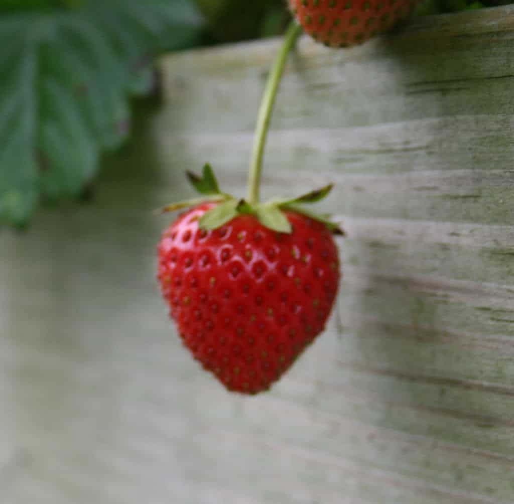 Rising Strawberry Vegetation – Residence Backyard Pleasure